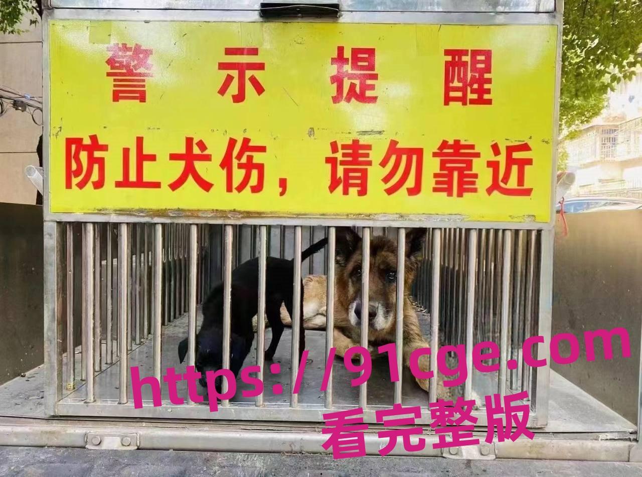 上海抓狗行动特警撬锁 只为抓捕16岁退瘫痪役警犬！-3