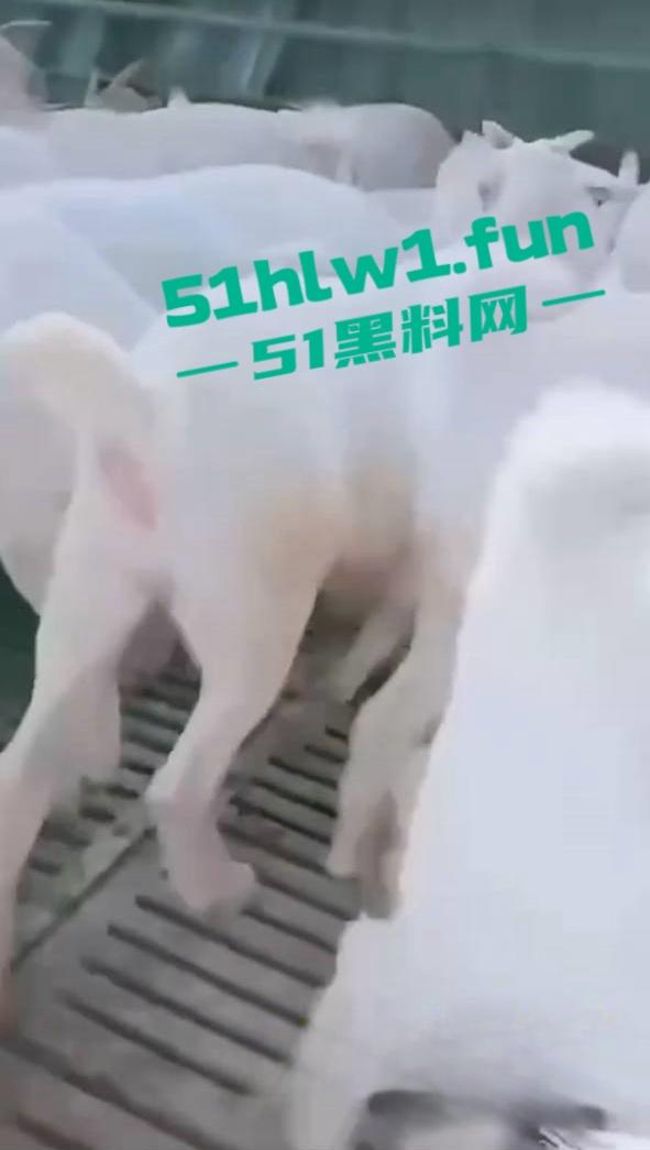 炸裂三观，网友分享自己【人兽羊】的真实经历还附带视频，这小羊的嫩逼堪比萝莉吗-8